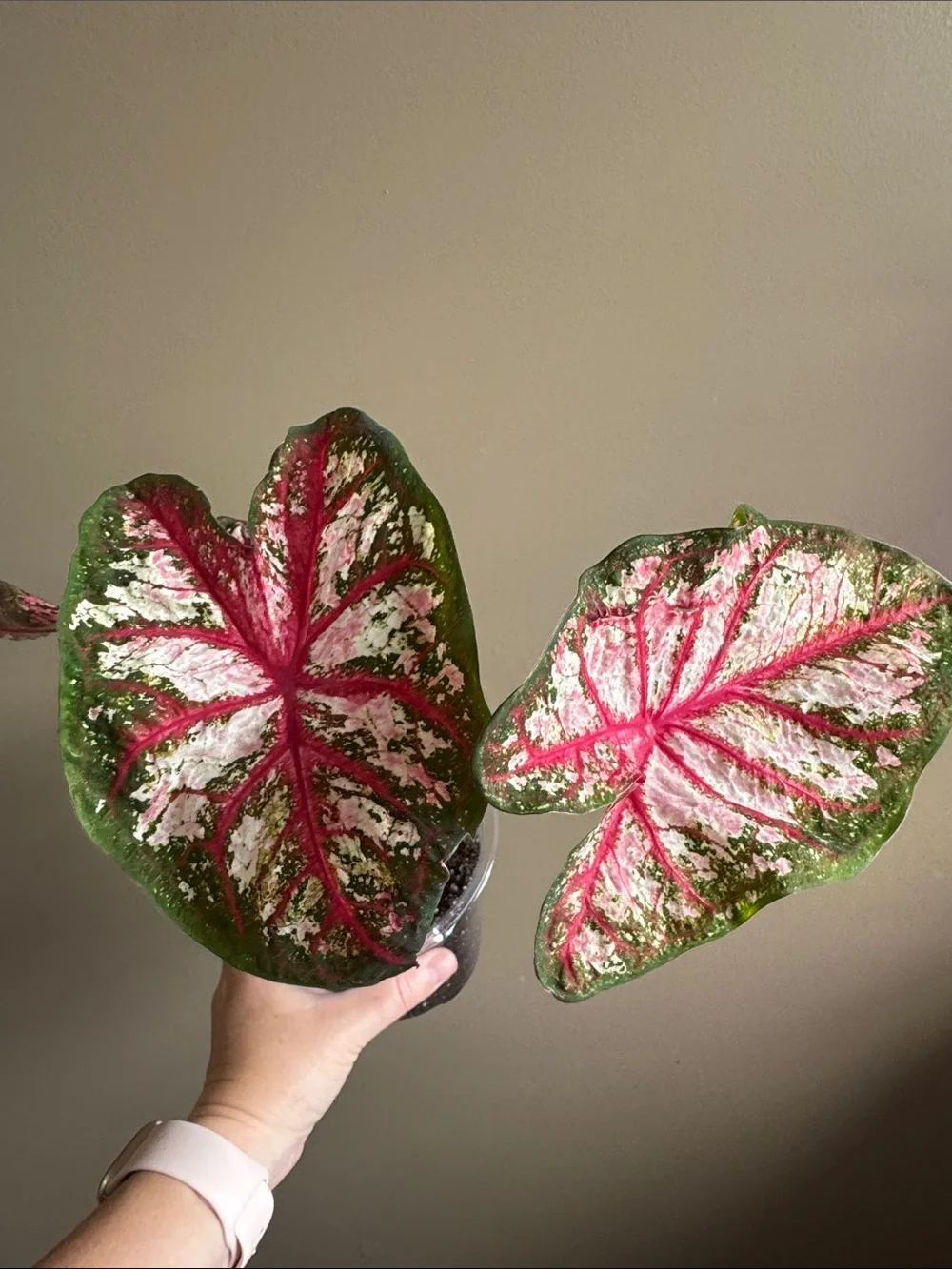 Caladium Carolyn Whorton - Rooted